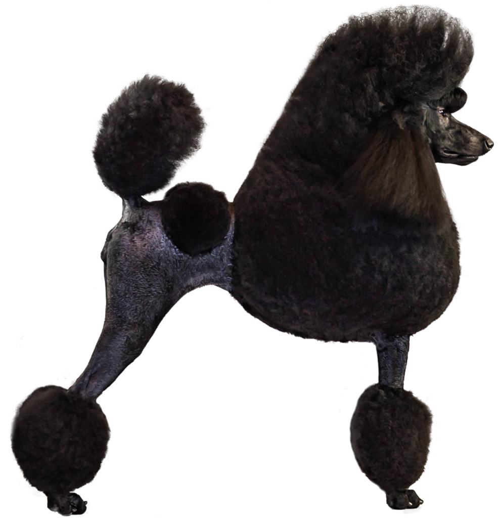 Poodle-Profile_1024x10242