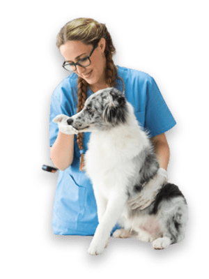 dct-pet-care-10